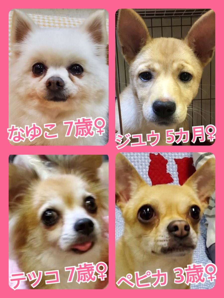 🐾今日の里親様募集中ワンコ🐶メンバーです🐾2020,2,17